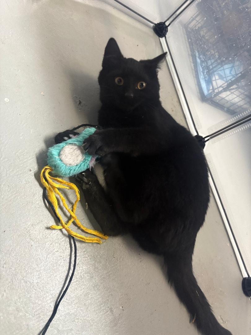 Enlarge Winter, an adopted Domestic Short Hair in East Brunswick, NJ image 2/2