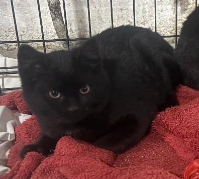 Winter, adopted, Kitten Female Domestic Short Hair.