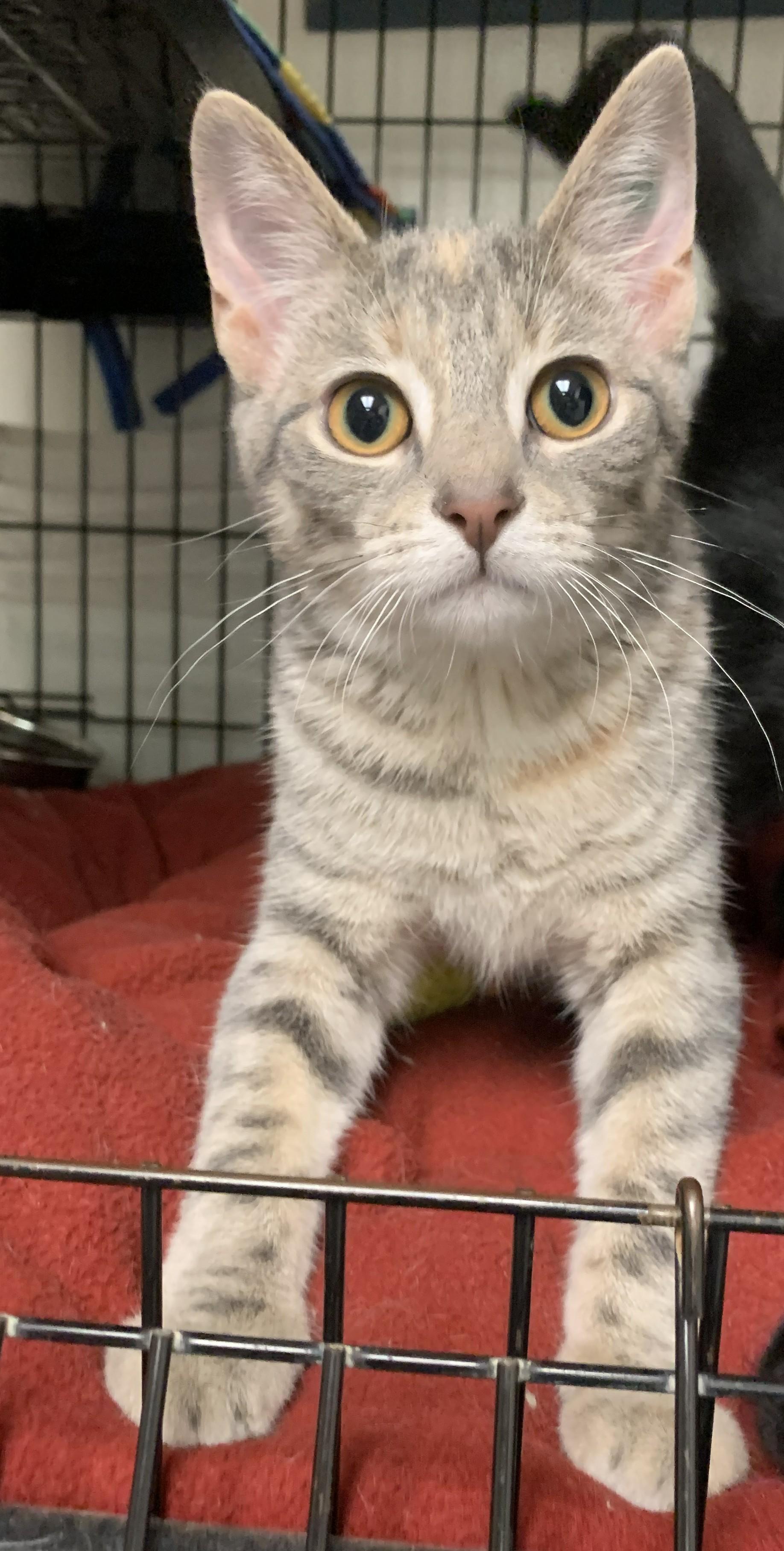 Gertie26, adopted, Kitten Female Domestic Short Hair.