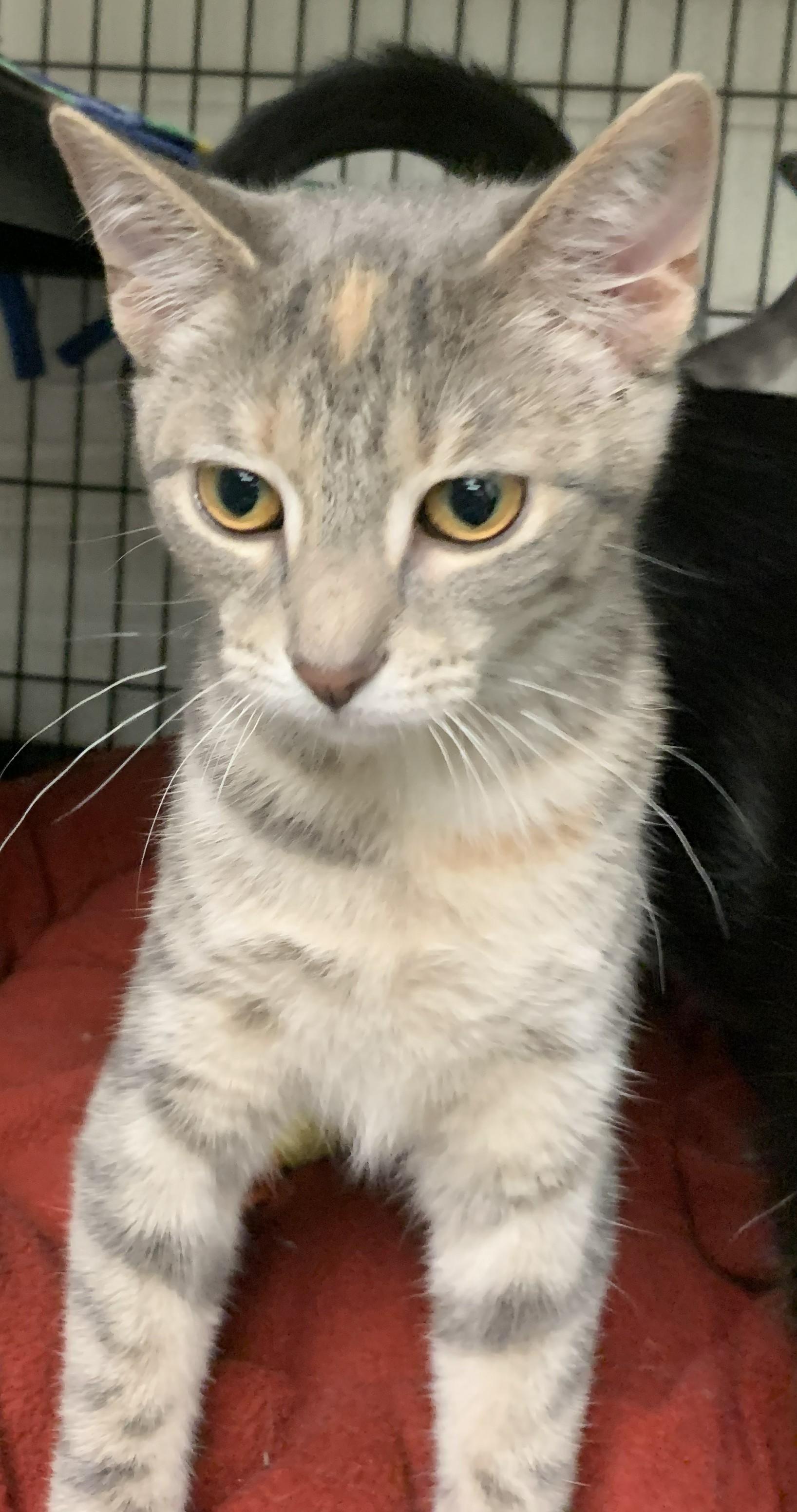 Gertie26, an adopted Domestic Short Hair in Milwaukee, WI image 2/2