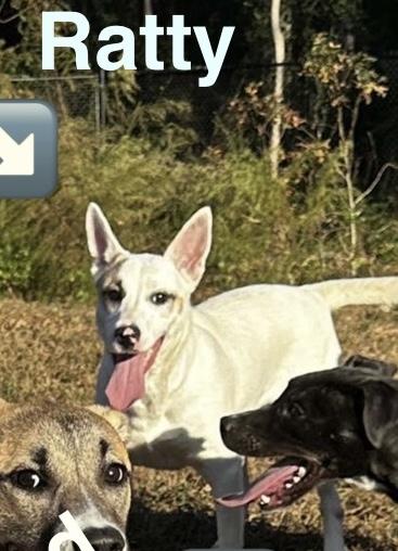 Jazzie, Adoptable, Young Female Australian Cattle Dog / Blue Heeler & Labrador Retriever.