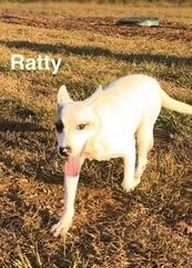 Enlarge Jazzie, a Adoptable mixed breed in Newtown, CT image 2/3