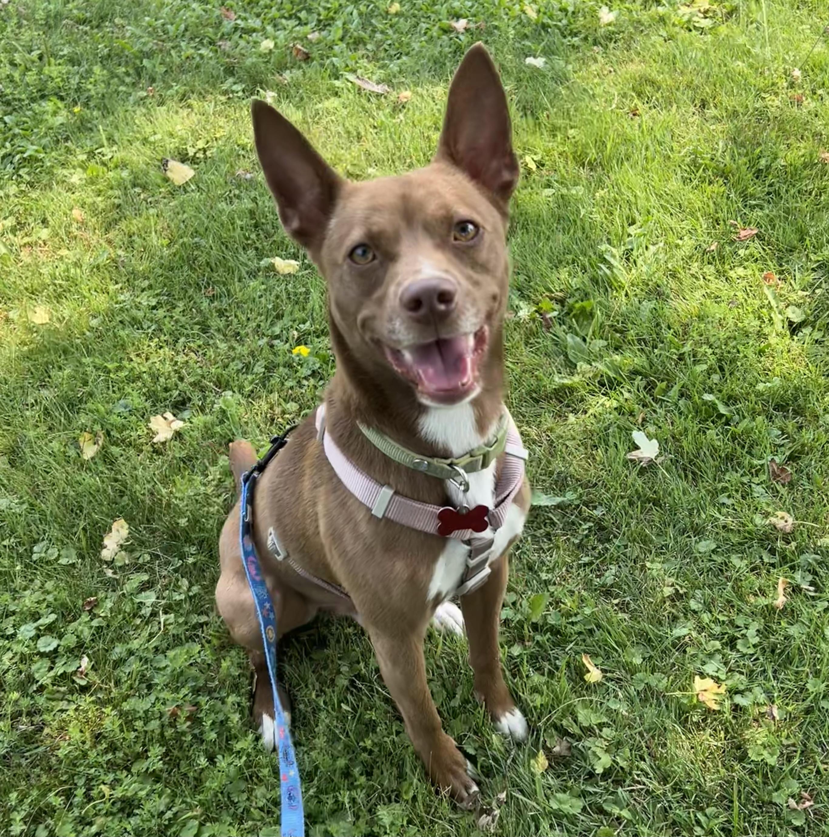 Doc, a ADOPTABLE mixed breed in Ithaca, NY image 2/2