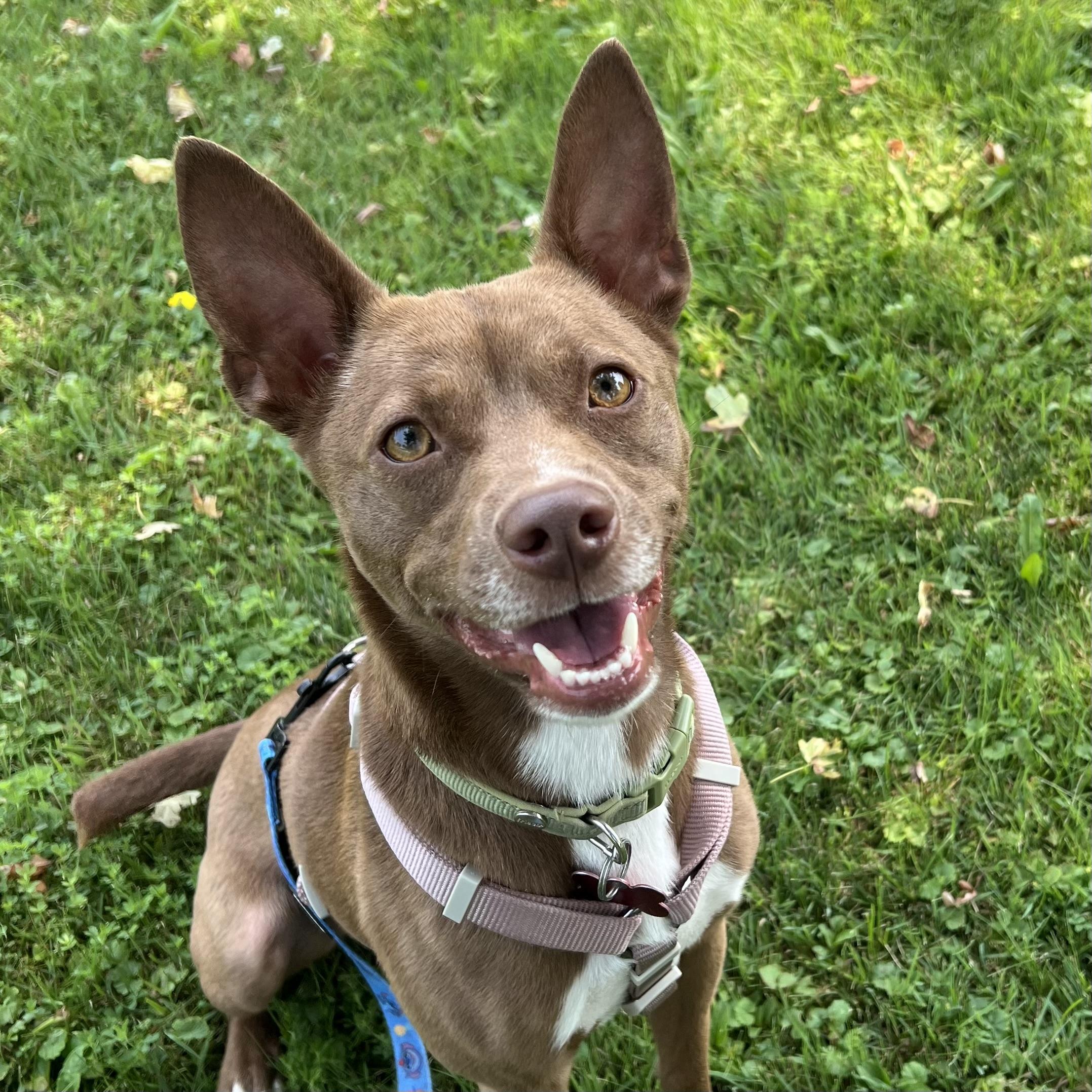 Doc, a ADOPTABLE mixed breed in Ithaca, NY image 1/2
