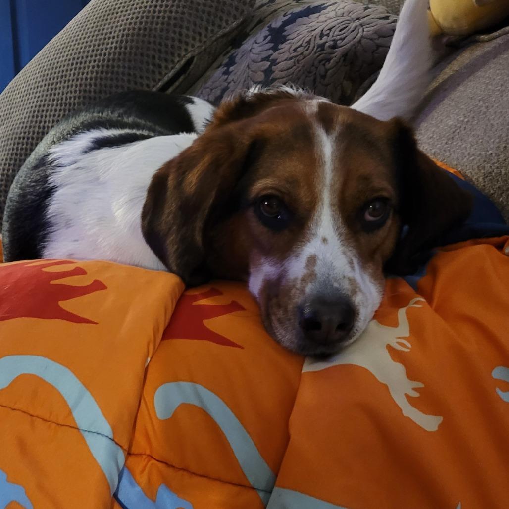 Winston, Adoptable, Adult Male Beagle.