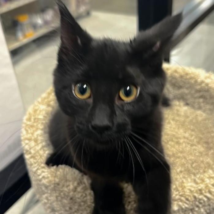 Mystic, Adoptable, Adult Female Domestic Medium Hair.