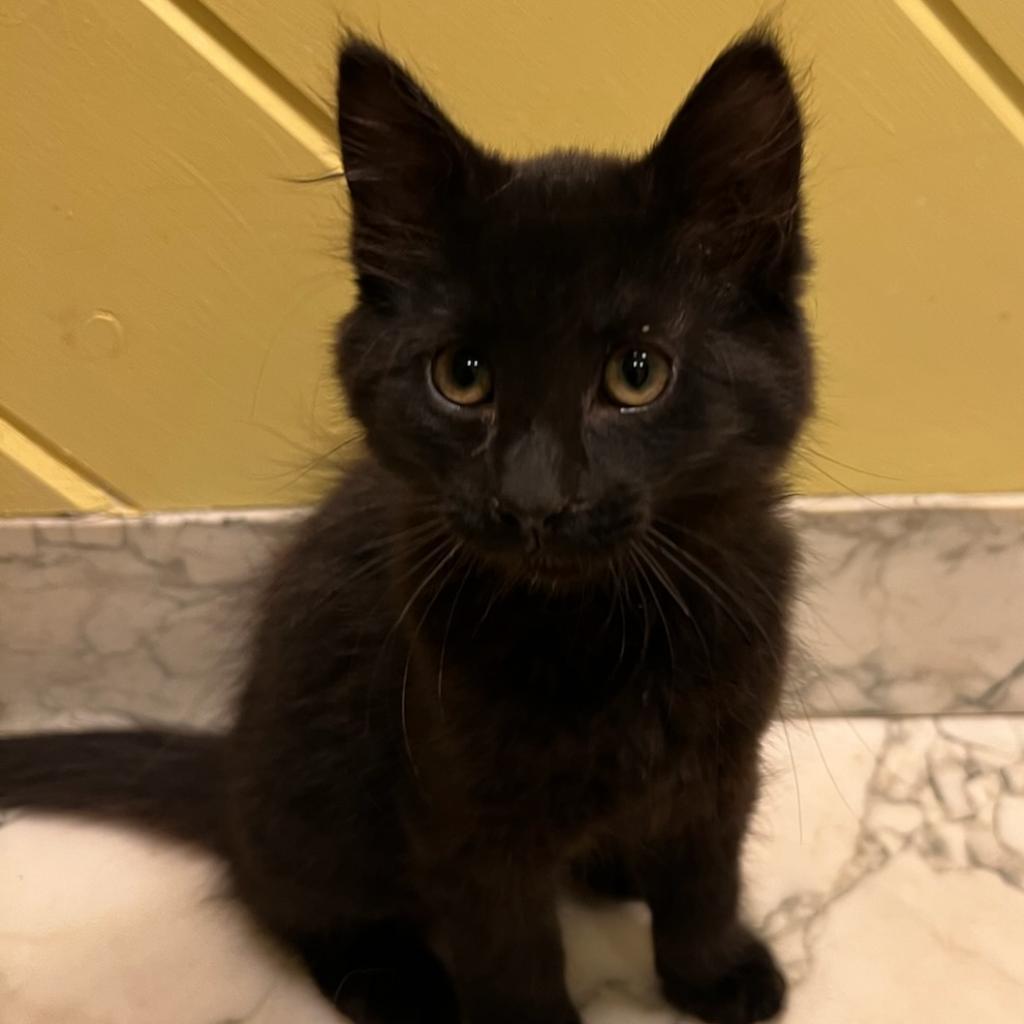 Enlarge Mystic, a Adoptable Domestic Medium Hair in Chatsworth, CA image 2/2