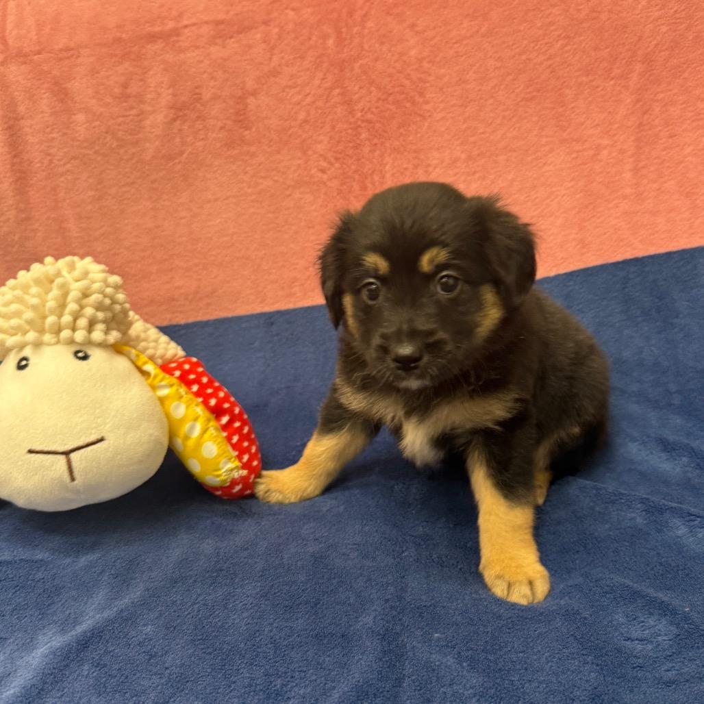 Nelson, Adoptable, Puppy Male Border Collie.