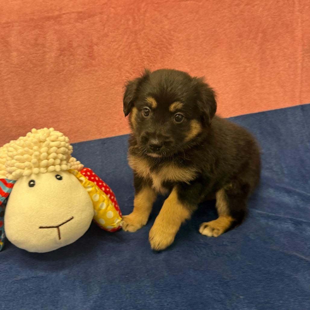 Enlarge Nelson, a Adoptable Border Collie in Houston, TX image 2/4