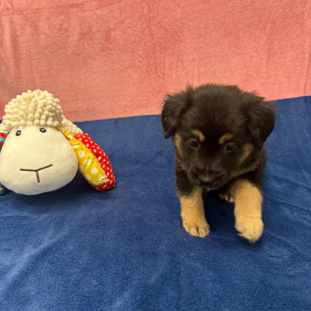 Enlarge Nelson, a Adoptable Border Collie in Houston, TX image 3/4