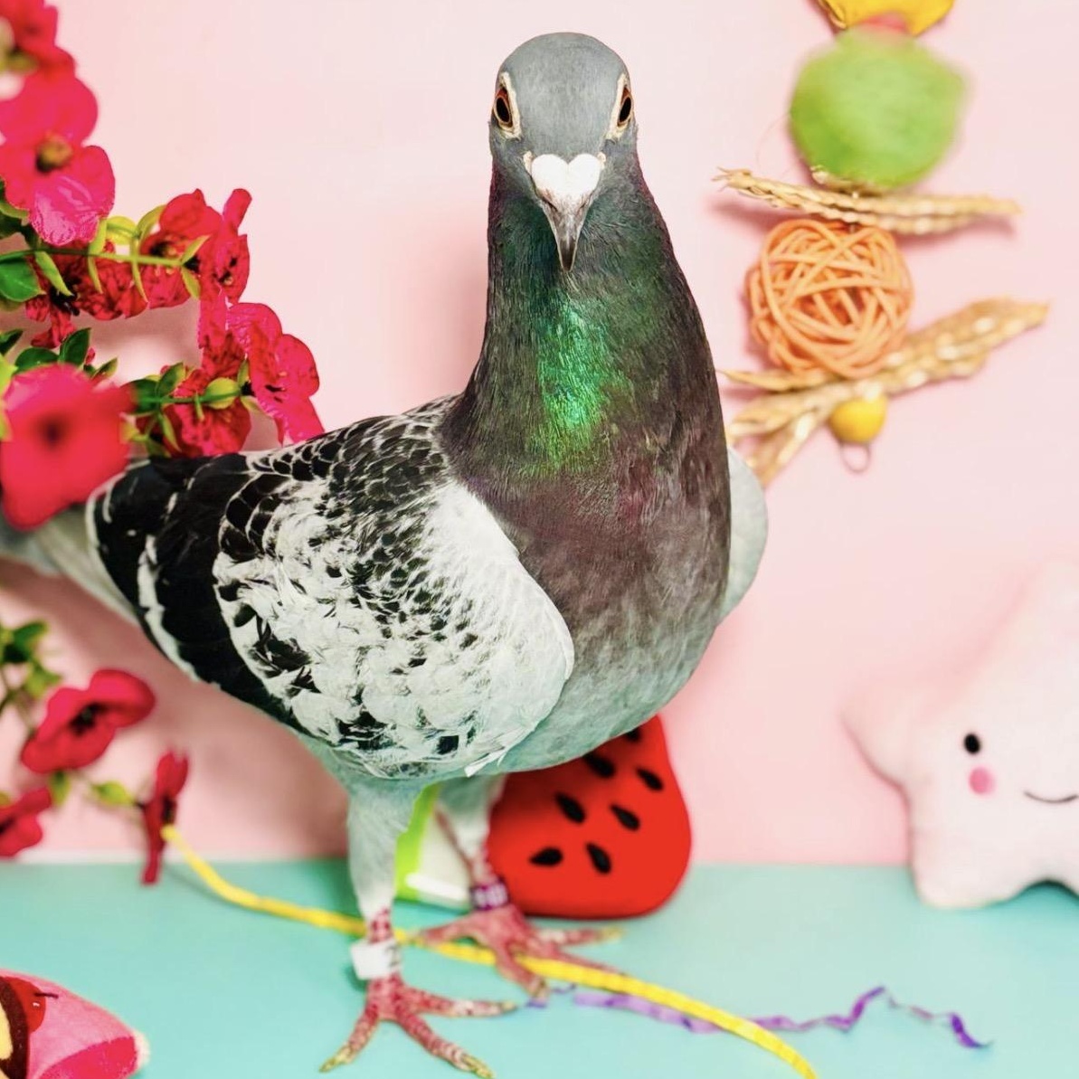 Enlarge Melody, a ADOPTABLE Pigeon in Chicago, IL image 5/5