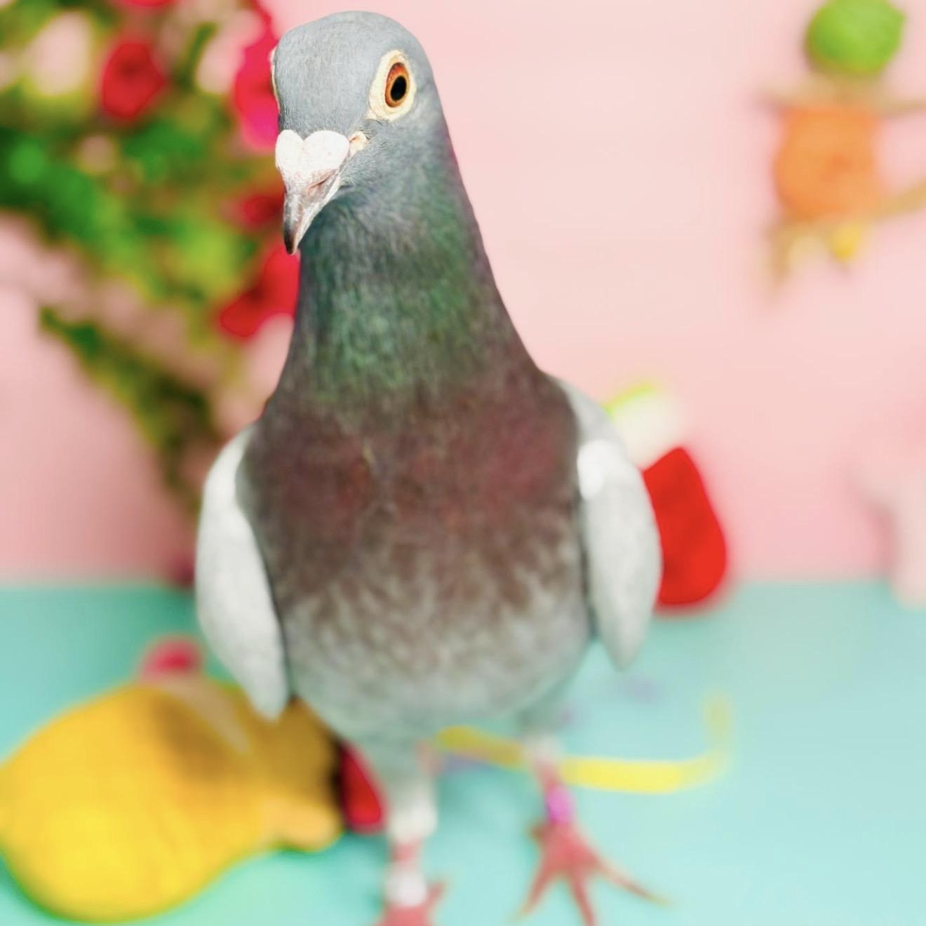 Enlarge Melody, a ADOPTABLE Pigeon in Chicago, IL image 3/5