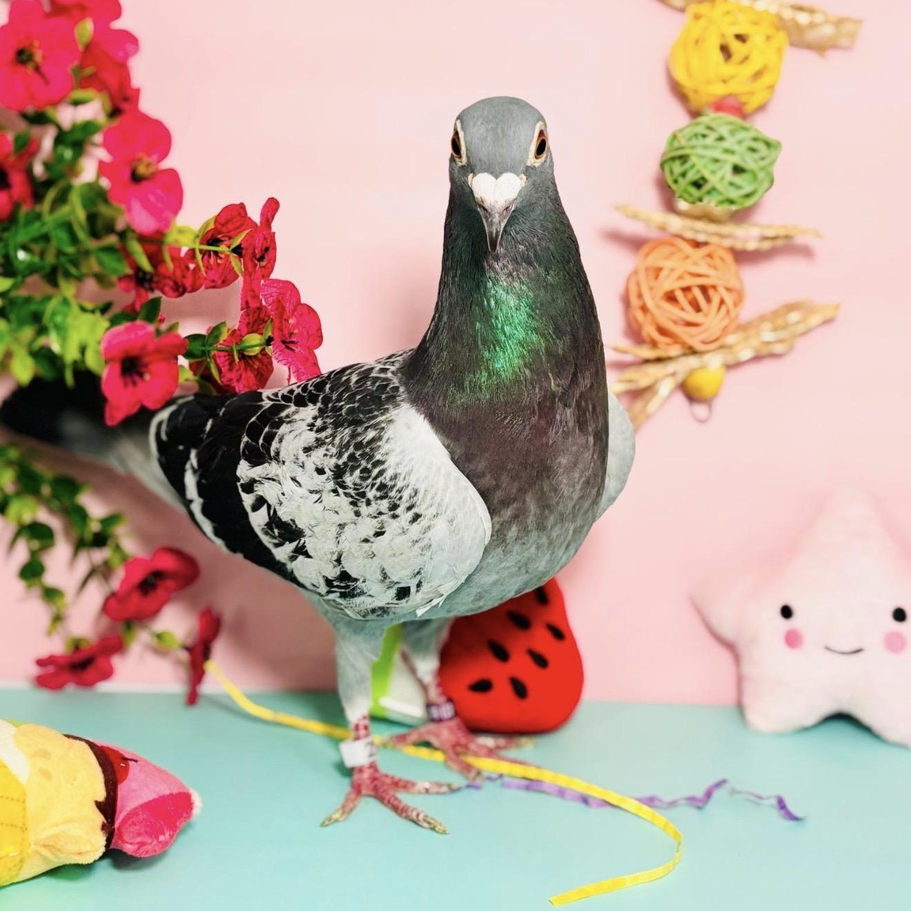 Enlarge Melody, a ADOPTABLE Pigeon in Chicago, IL image 2/5