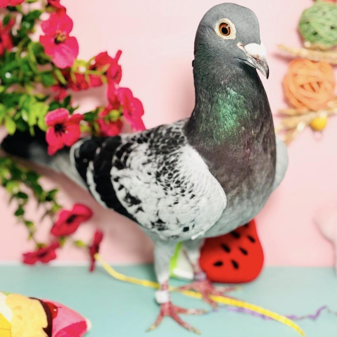 Melody, ADOPTABLE, Adult Unknown Pigeon.