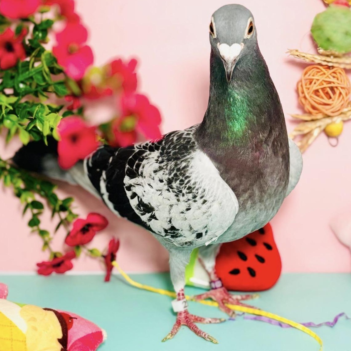 Enlarge Melody, a ADOPTABLE Pigeon in Chicago, IL image 4/5