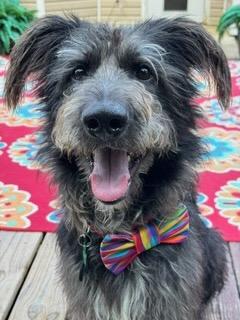 ALFIE, Adoptable, Young Male Terrier.