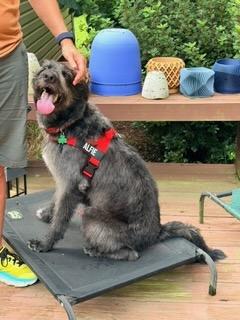 ALFIE, a Adoptable mixed breed in Alpharetta, GA image 5/6