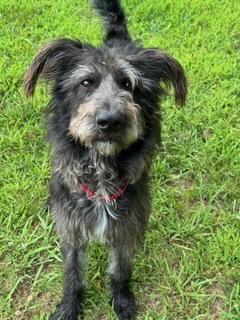 Enlarge ALFIE, a Adoptable mixed breed in Alpharetta, GA image 2/6