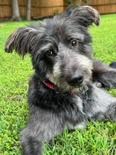 ALFIE, Adoptable, Young Male Poodle & German Shepherd Dog.
