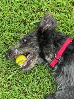 Enlarge ALFIE, a Adoptable mixed breed in Alpharetta, GA image 5/6