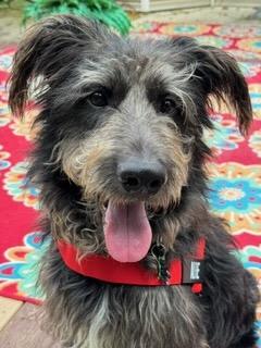 Enlarge ALFIE, a Adoptable mixed breed in Alpharetta, GA image 4/6