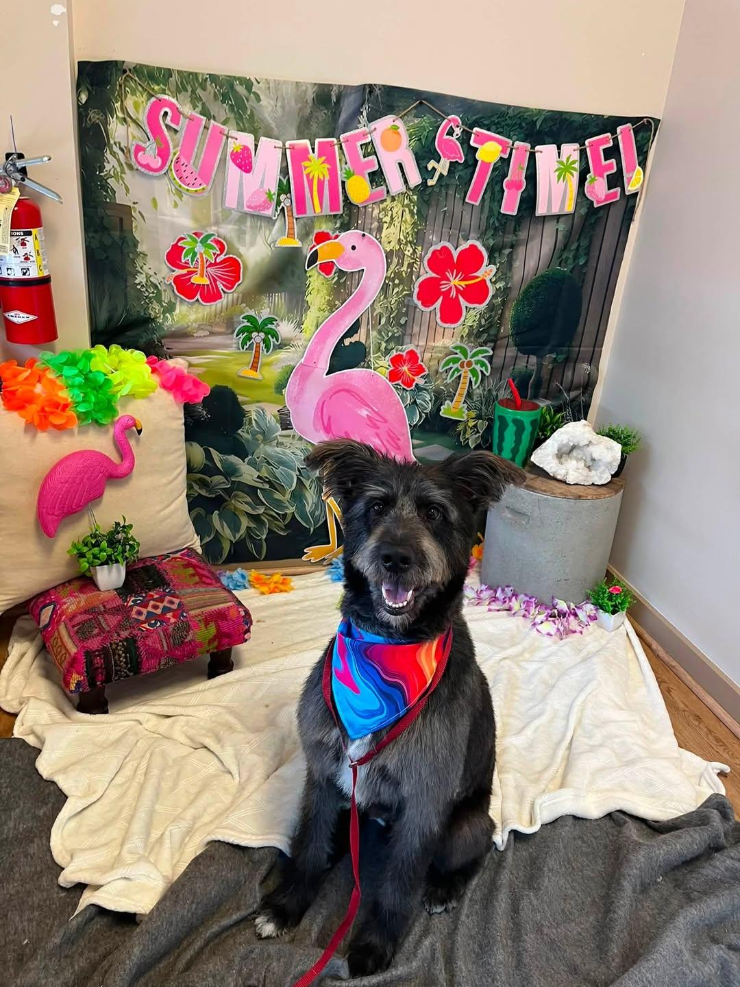 ALFIE, a Adoptable mixed breed in Alpharetta, GA image 6/6