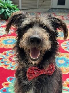 Enlarge ALFIE, a Adoptable mixed breed in Alpharetta, GA image 6/6