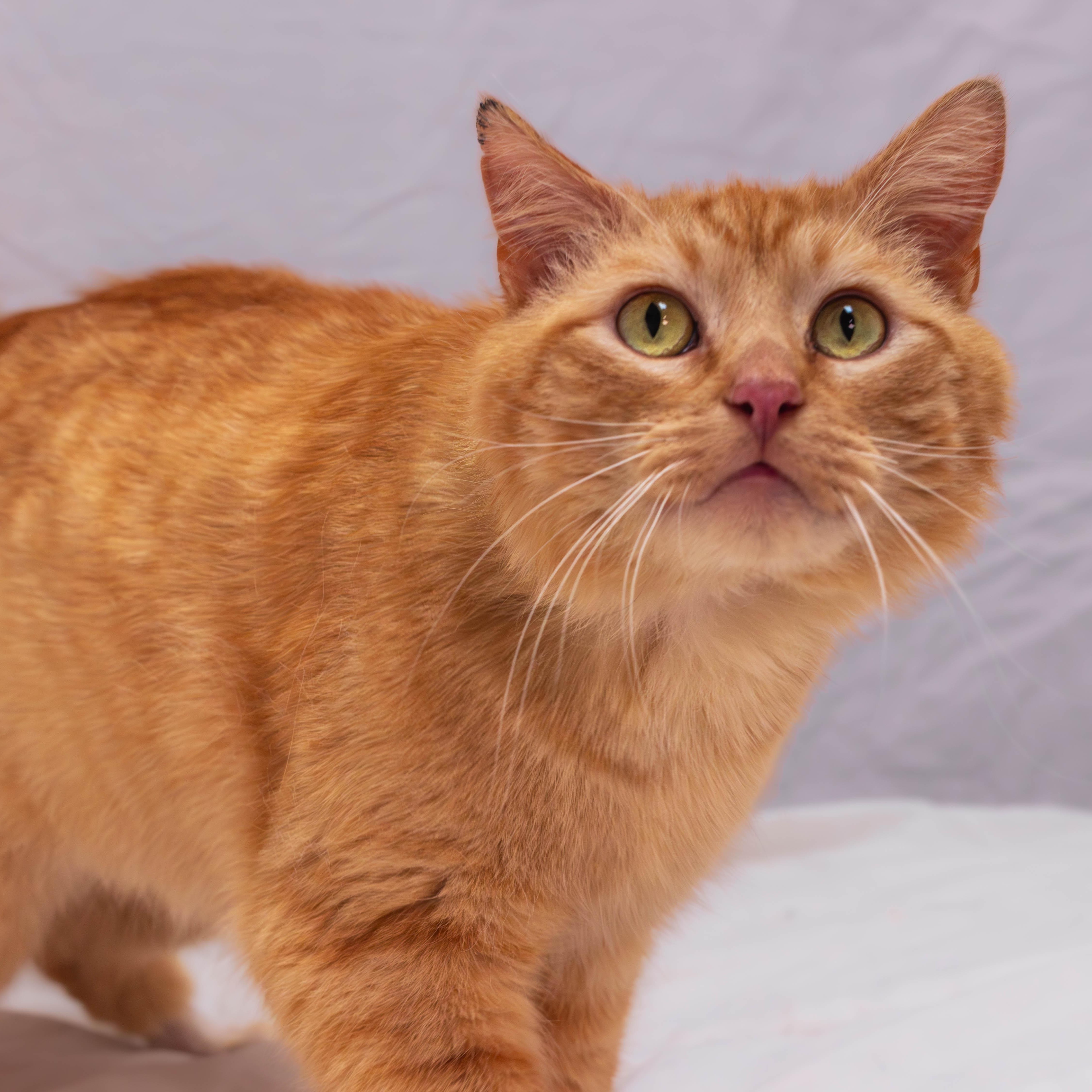 Noodles *Sponsored Adoption* photo 6