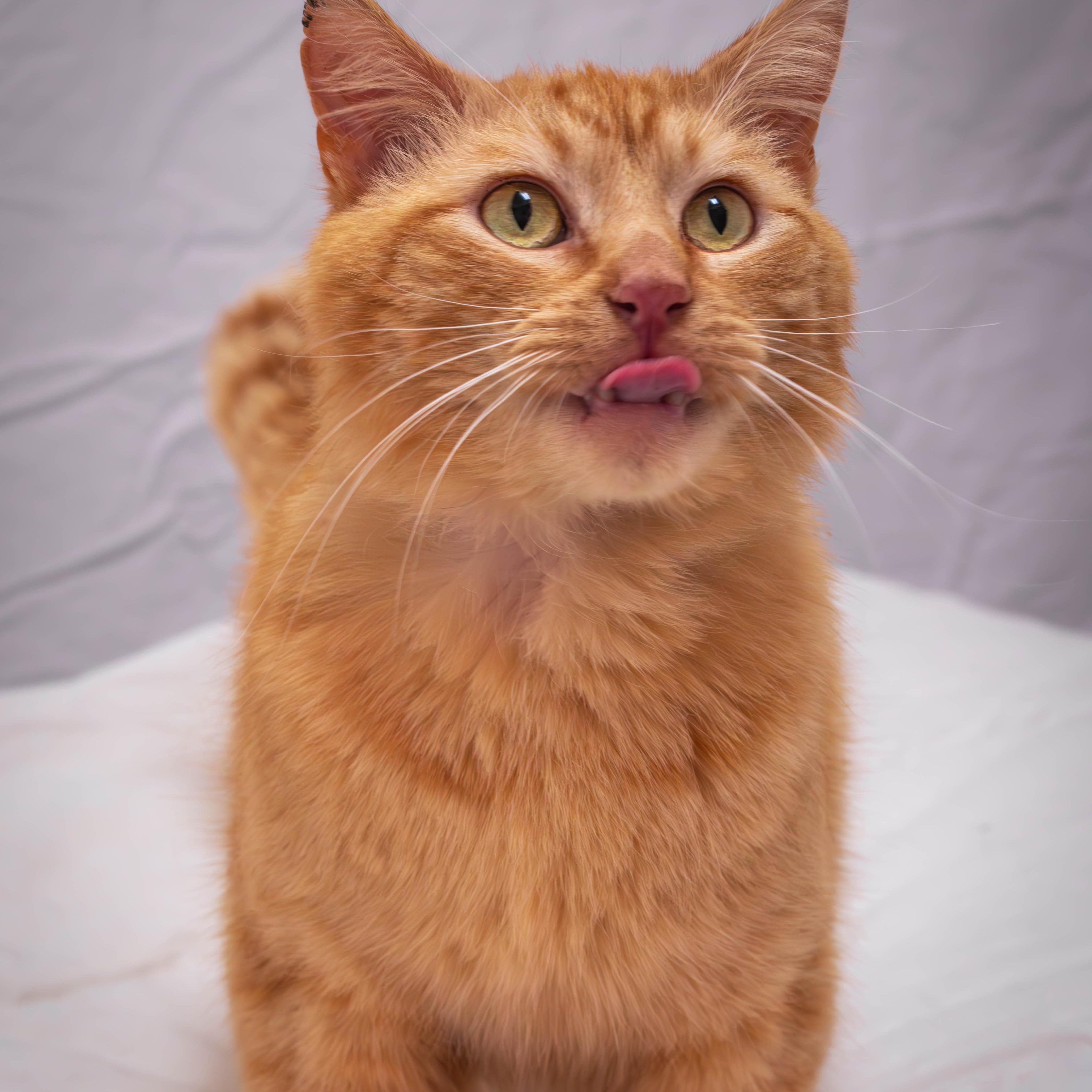 Noodles *Sponsored Adoption*, Young Male Domestic Short Hair