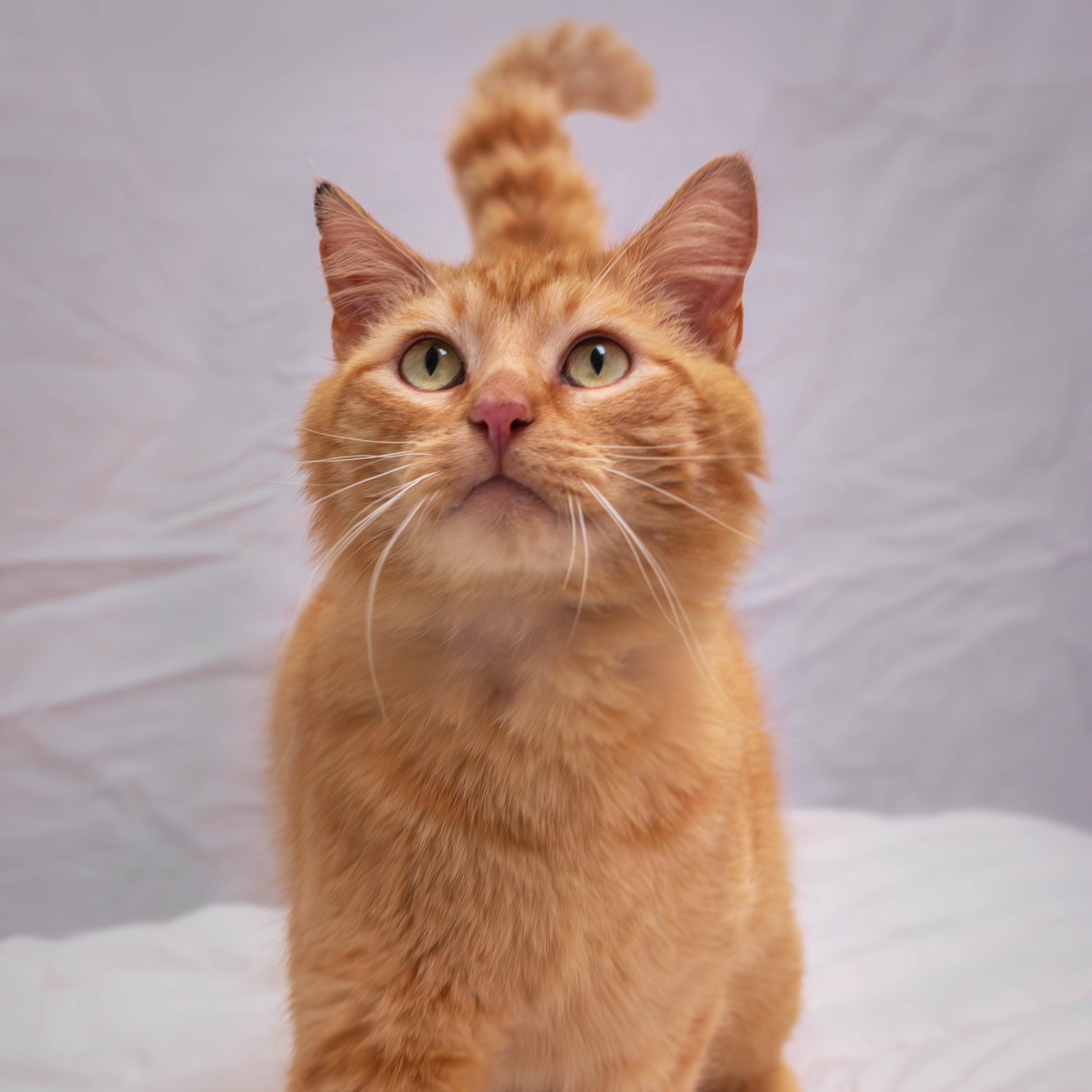 Noodles *Sponsored Adoption* photo 2