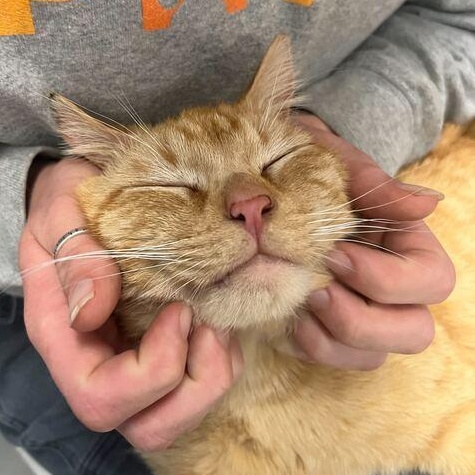 Noodles *Sponsored Adoption* photo 5