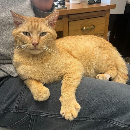 Noodles *Sponsored Adoption* photo 3