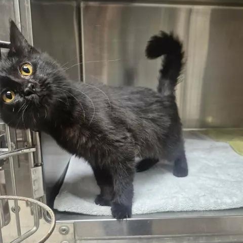 Barb, an adopted Domestic Medium Hair in Bluffton, IN image 2/3
