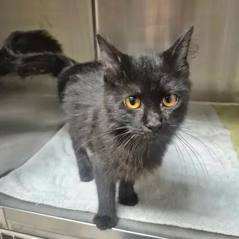 Barb, adopted, Young Female Domestic Medium Hair.