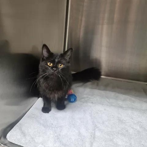 Barb, an adopted Domestic Medium Hair in Bluffton, IN image 3/3