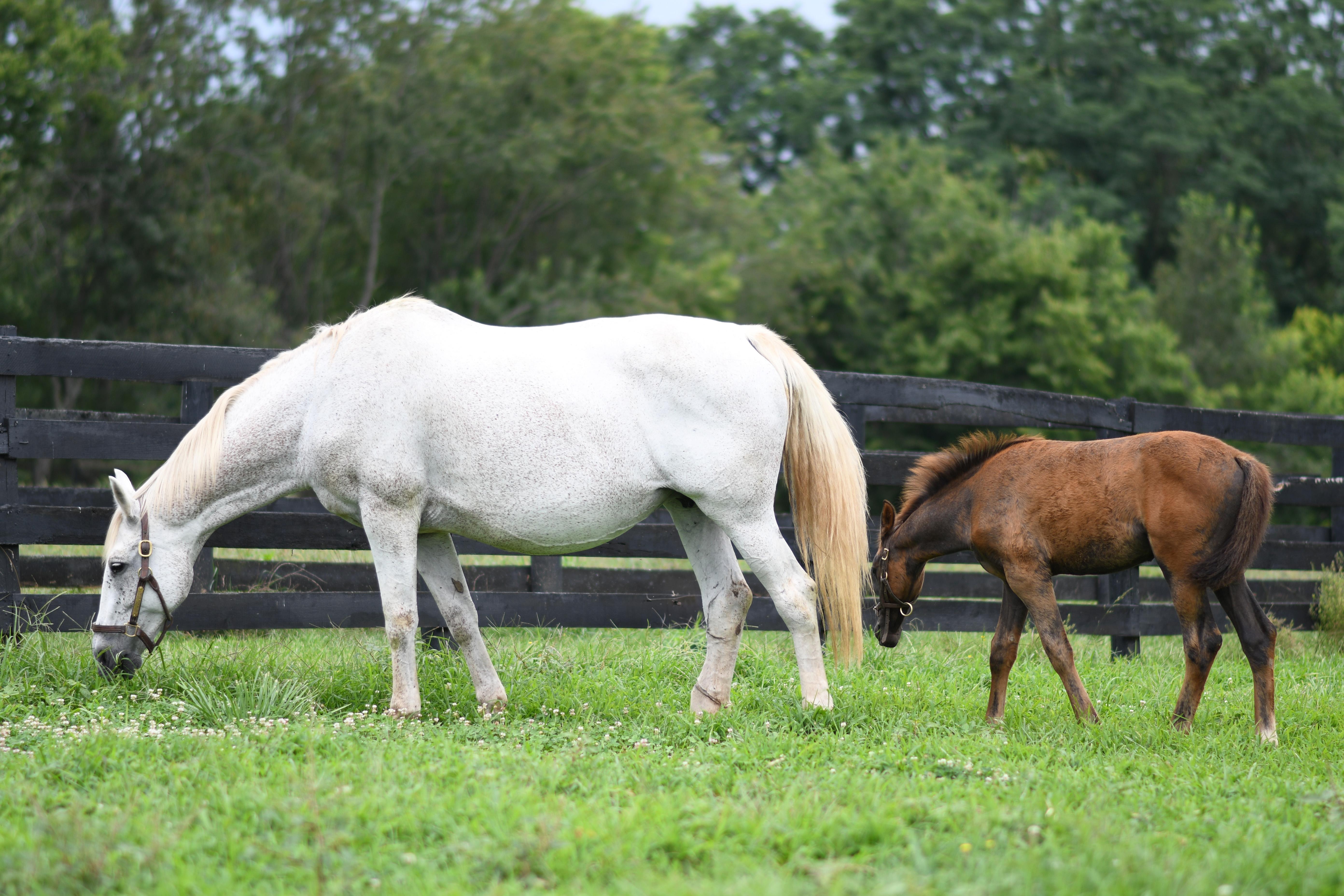 Enlarge Vicki, a Adoptable Warmblood in Nicholasville, KY image 2/2