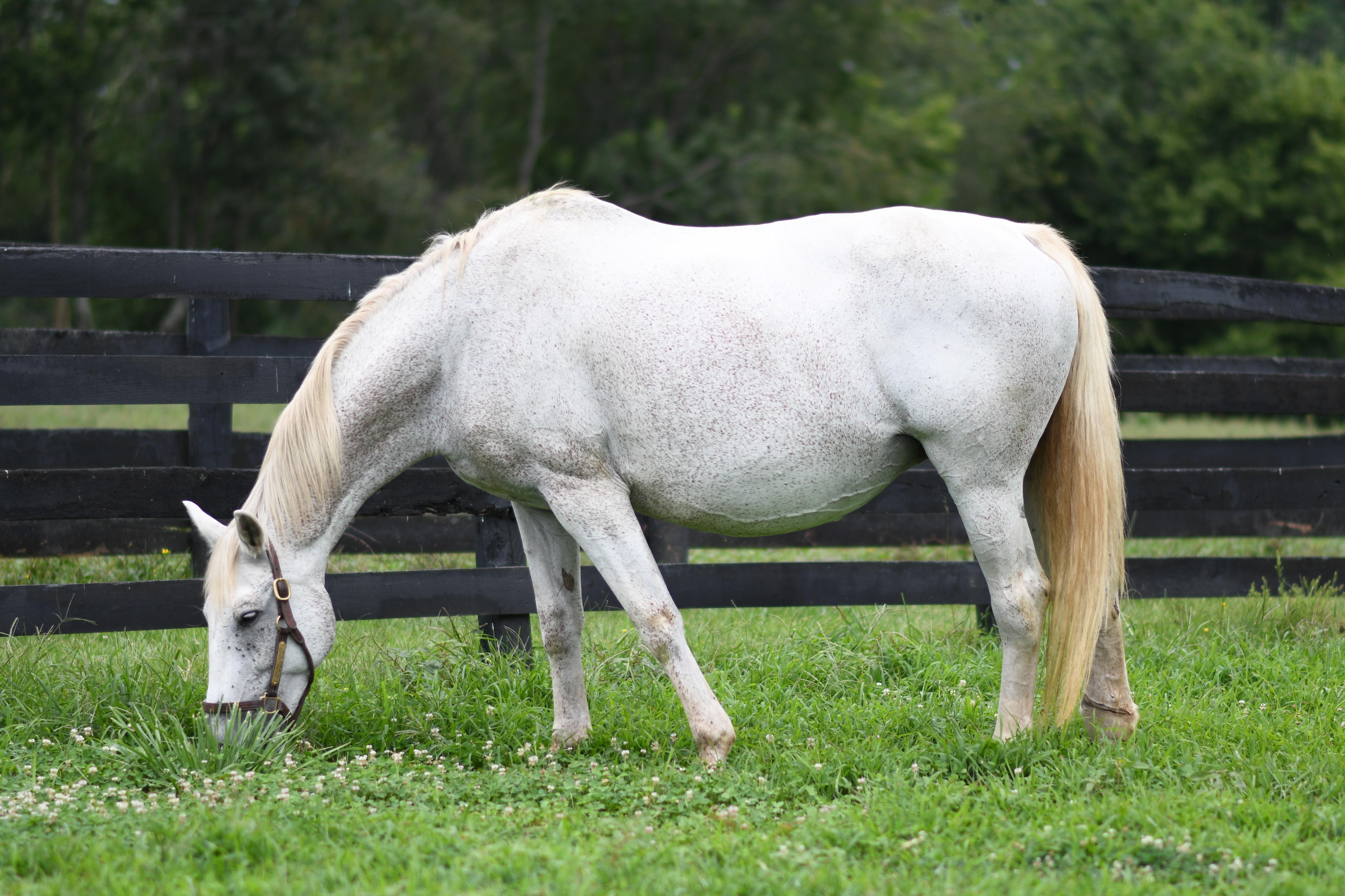 Enlarge Vicki, a Adoptable Warmblood in Nicholasville, KY image 1/2
