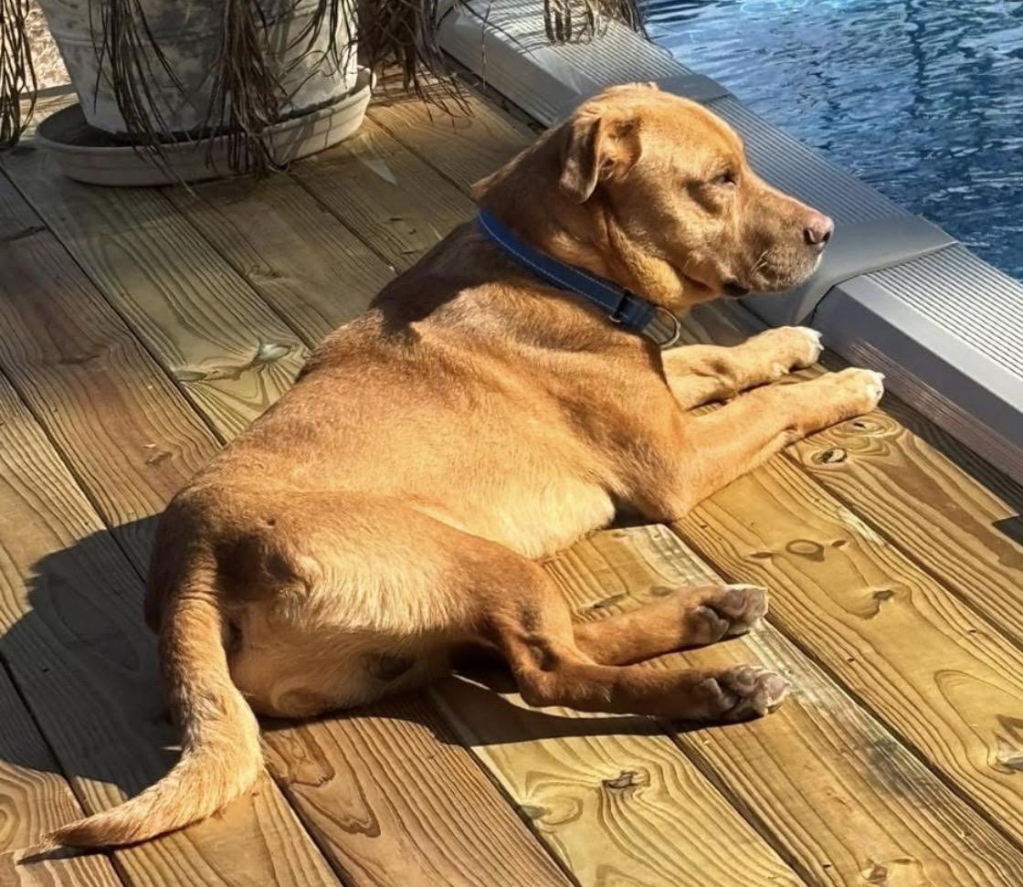 Enlarge Bingo, a ADOPTABLE mixed breed in Calabash, NC image 2/4