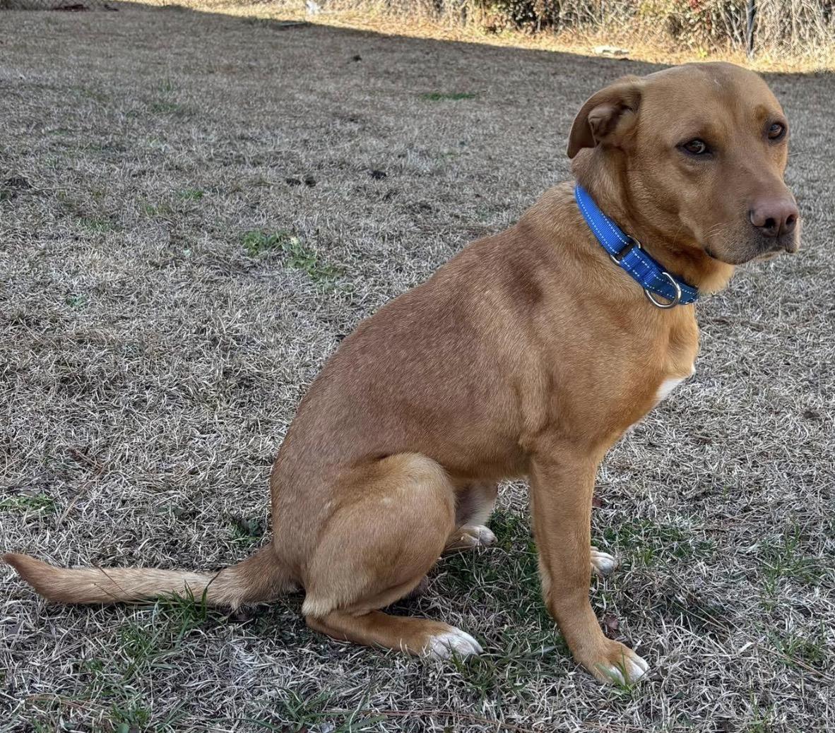Enlarge Bingo, a ADOPTABLE mixed breed in Calabash, NC image 3/4