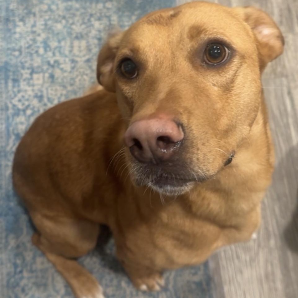 Enlarge Bingo, a ADOPTABLE mixed breed in Calabash, NC image 1/4