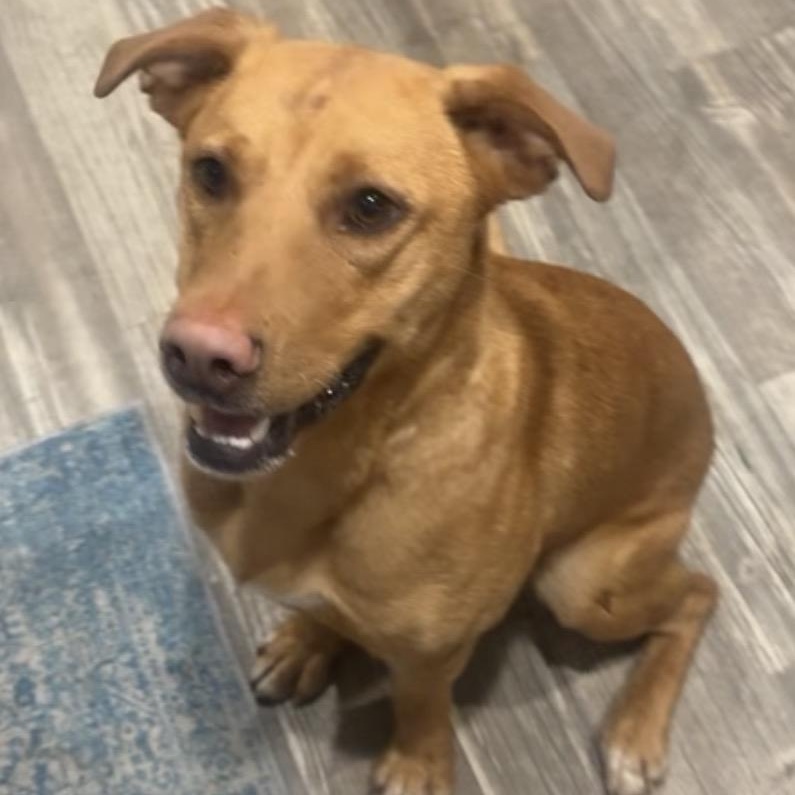 Enlarge Bingo, a ADOPTABLE mixed breed in Calabash, NC image 4/4