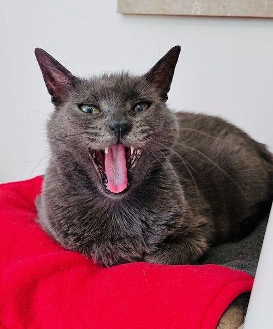 Hubble, Adoptable, Senior Female Domestic Short Hair.