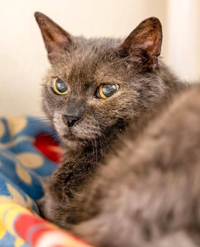 Enlarge Hubble, a Adoptable Domestic Short Hair in Arlington, WA image 2/6