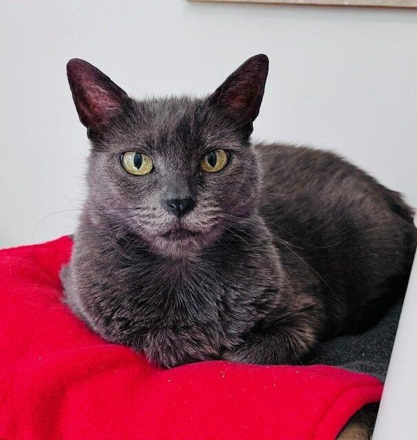 Enlarge Hubble, a Adoptable Domestic Short Hair in Arlington, WA image 3/6