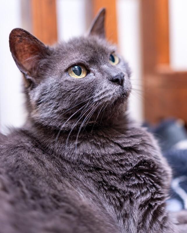 Enlarge Hubble, a Adoptable Domestic Short Hair in Arlington, WA image 4/6