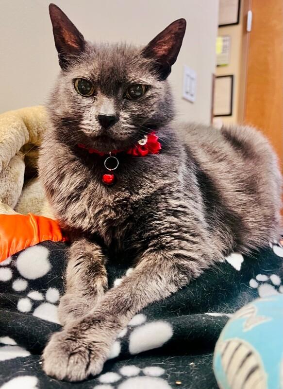 Enlarge Hubble, a Adoptable Domestic Short Hair in Arlington, WA image 5/6