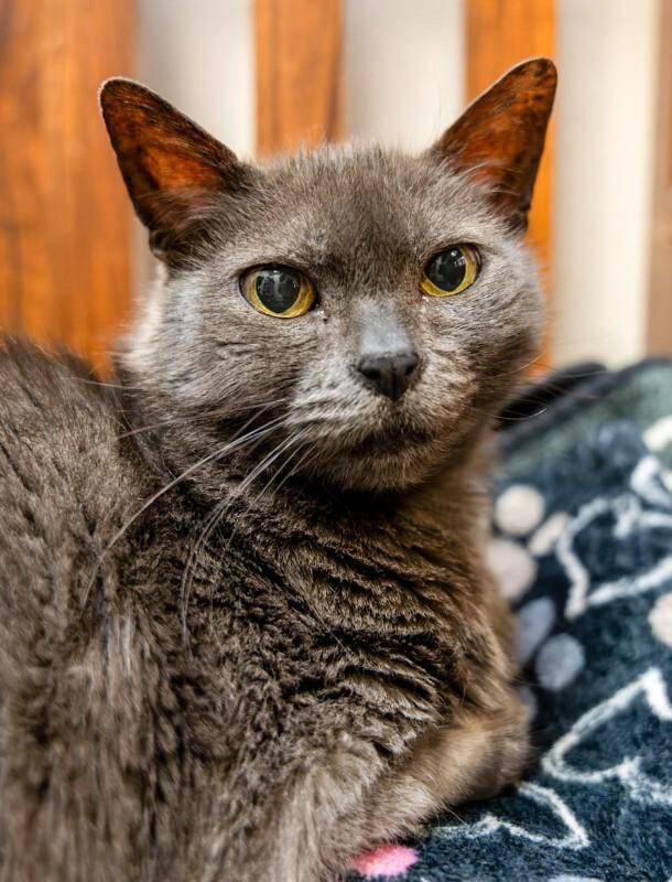 Enlarge Hubble, a Adoptable Domestic Short Hair in Arlington, WA image 6/6