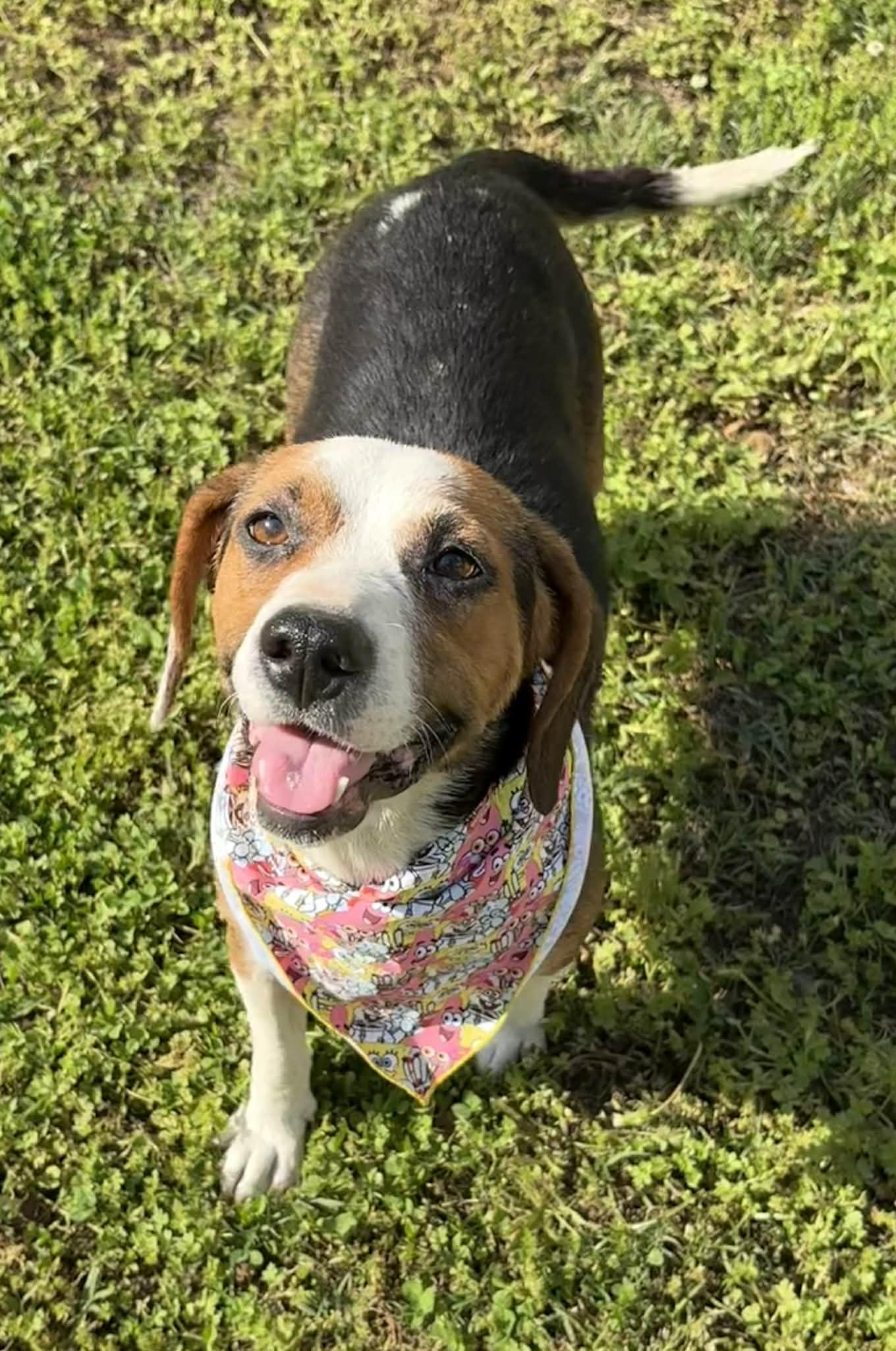 Enlarge Lady Byrd-Available! www.lhar.dog to apply! , a ADOPTABLE mixed breed in Frederick, MD image 6/6