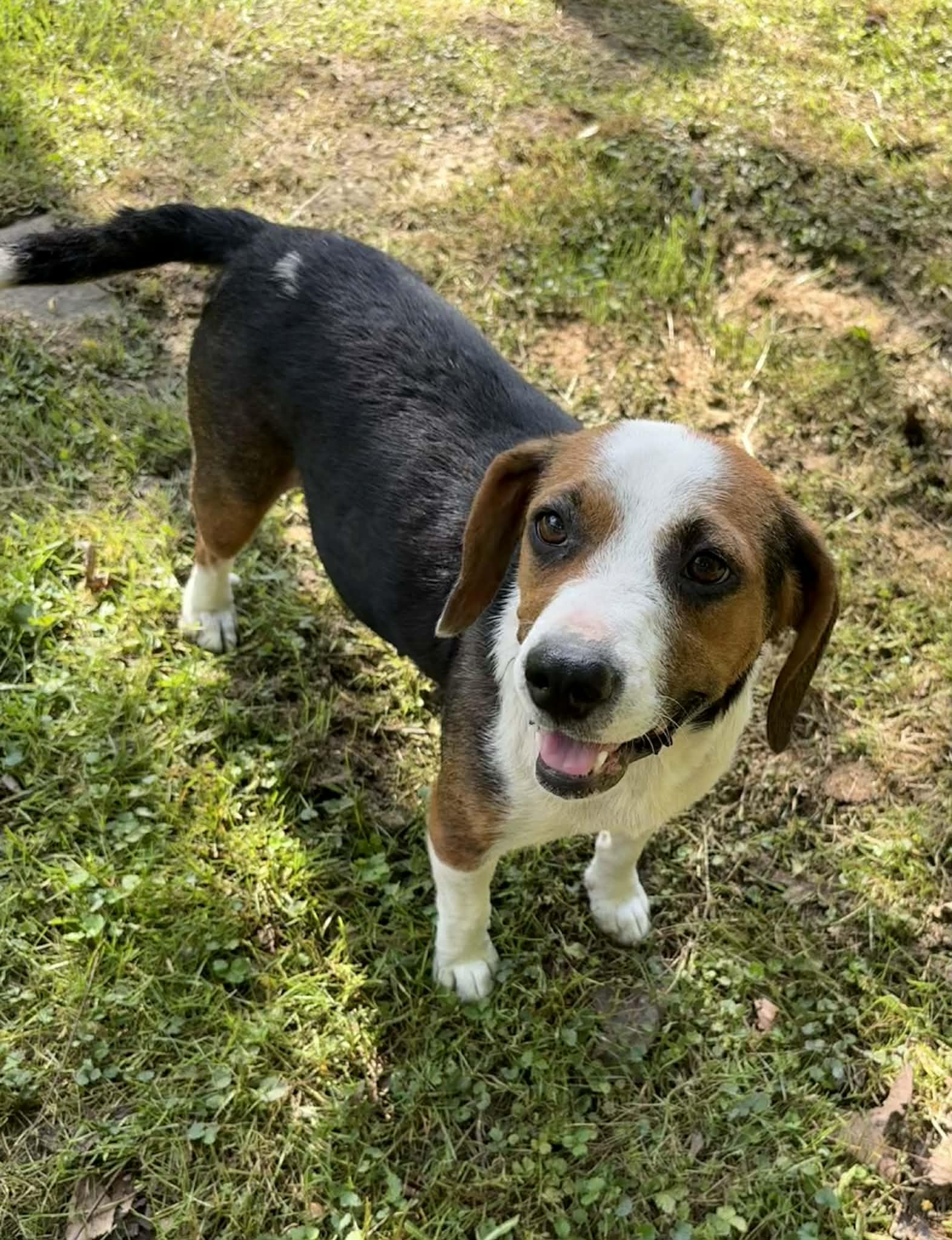 Enlarge Lady Byrd-Available! www.lhar.dog to apply! , a ADOPTABLE mixed breed in Frederick, MD image 5/6