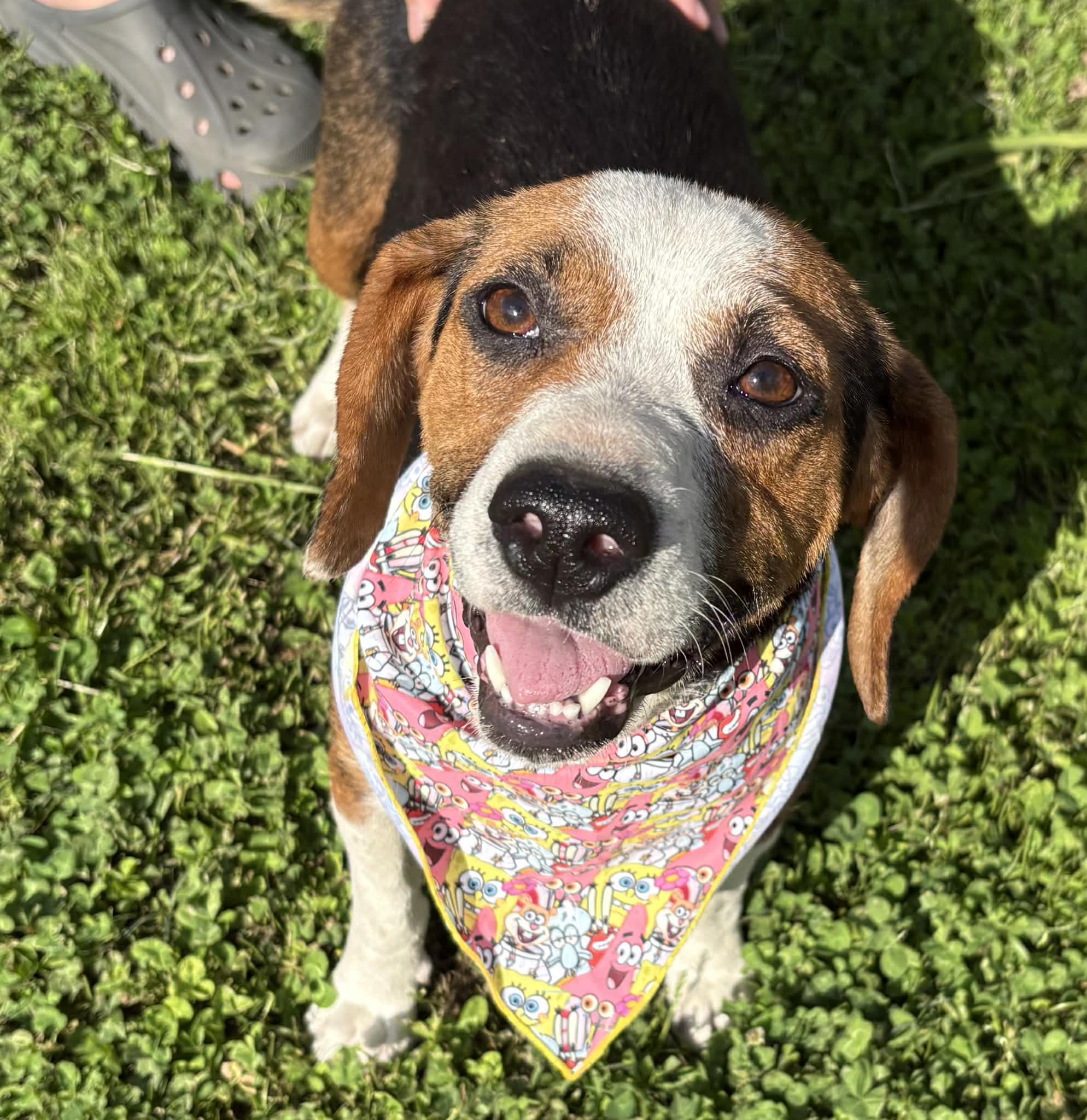 Enlarge Lady Byrd-Available! www.lhar.dog to apply! , a ADOPTABLE mixed breed in Frederick, MD image 1/6